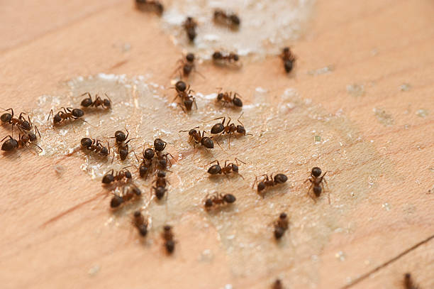Best Affordable Pest Control Services  in Vadnais Heights, MN